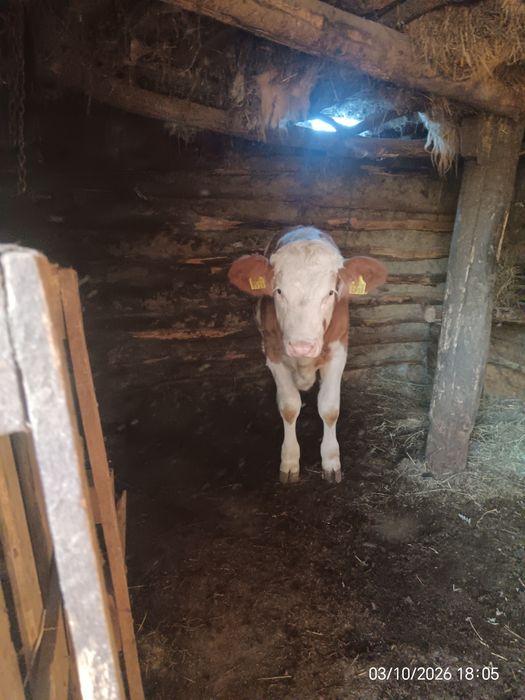 Vând vițele prețul se face la telefon