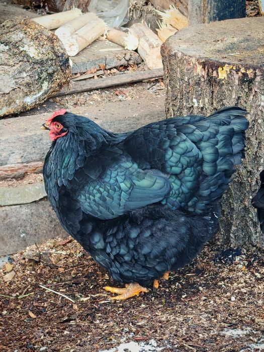 Ouă de incubație găini motate talie mare