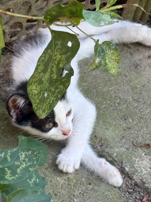 spre adoptie  pisicuta