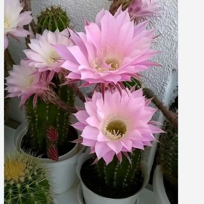 Комнатные цветы от 500 тн