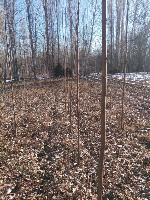 Повлония кучат сотилади