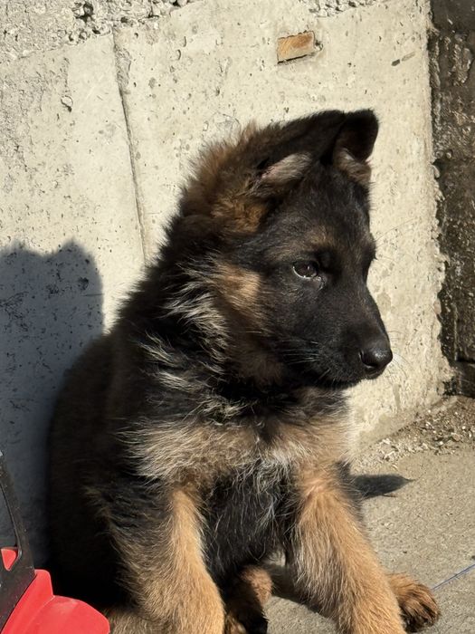 Щенок немецкая овчарка