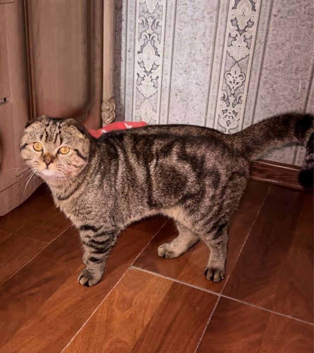 Scottish Fold mushuk