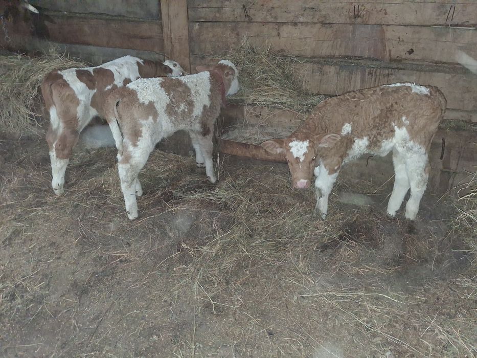 Vand 3 vitei baltati