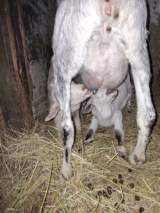 Capre anglonubian cu 2 iez