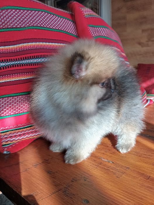 Померан померанчета