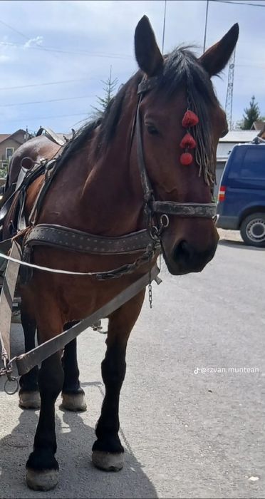 Iapa murga fără semn de vanzare