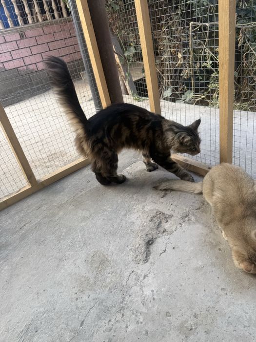 Eng yaxshi transeksüel porno aktrisalar