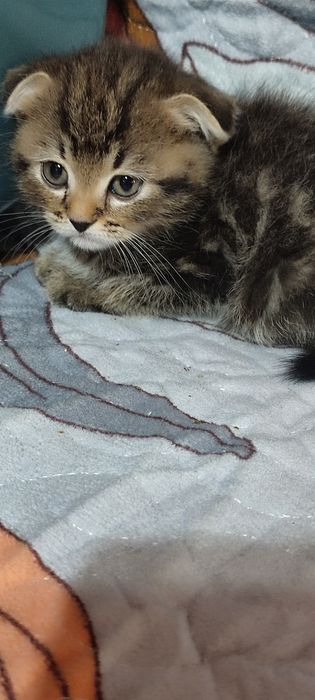 Вислоухие котята