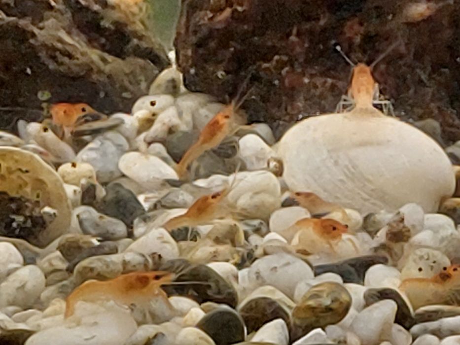 Флоридский красный рак