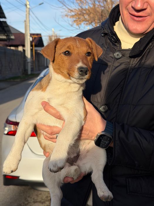 Продам девочку.  Джек Рассел