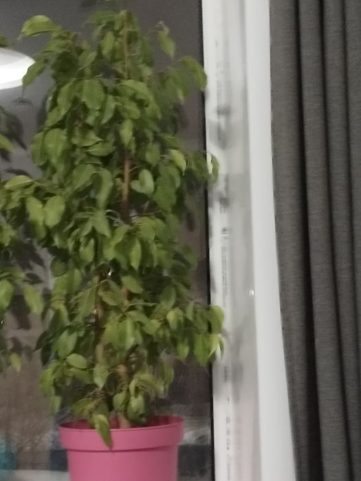 Продам цветы фикусы и бугенвилии