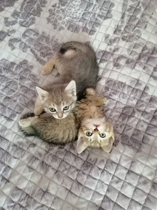 Отдам котят в добрые руки
