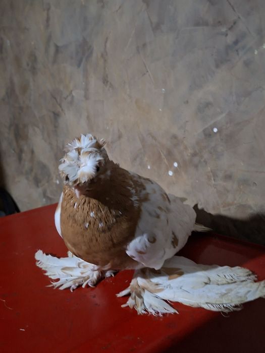 Голуби голуби голуби