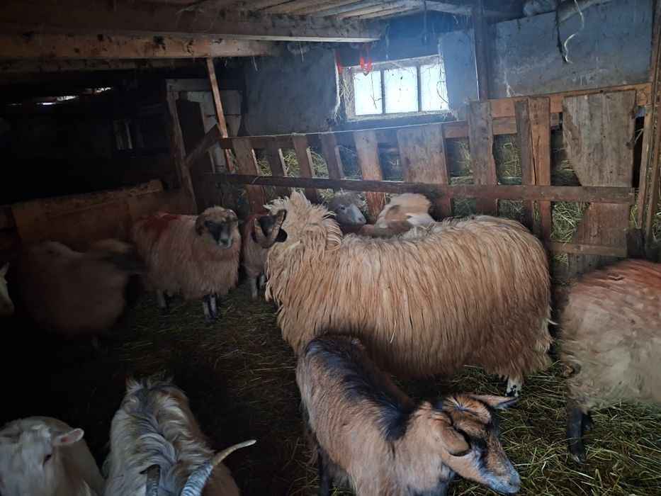 Berbec. De 2. Ani  schimb cu oi sau capre