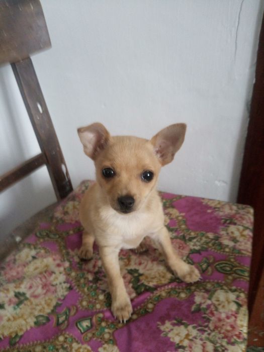 Продам щенка той терьер, девочка два месяца