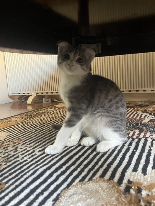 котенок веслоухий метис