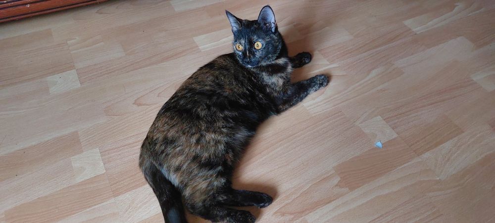 Кошка трехцветная