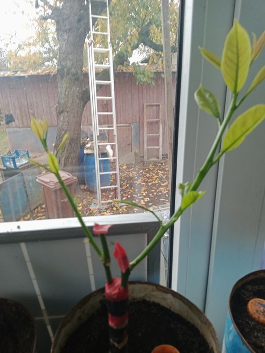 Lamai altoiți in ghiveci