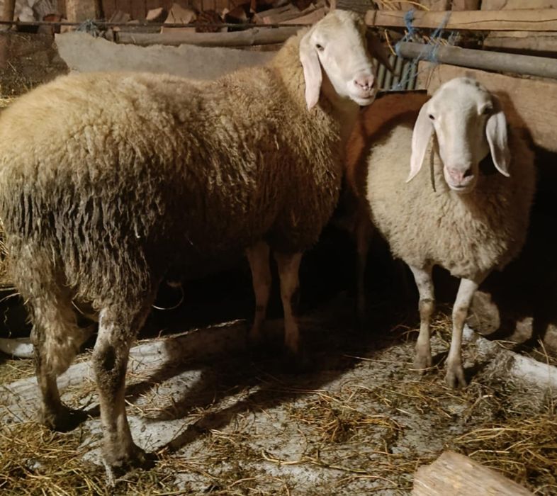 Продава се коч крастоска бергамаска  със старозагорски