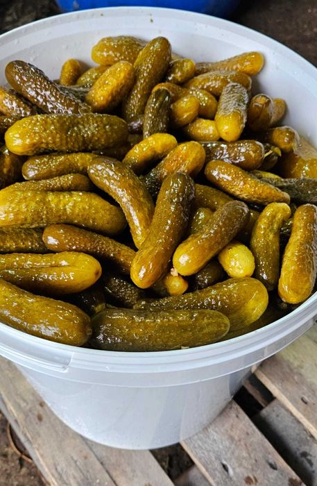 Castraveți murați 6-10 cm