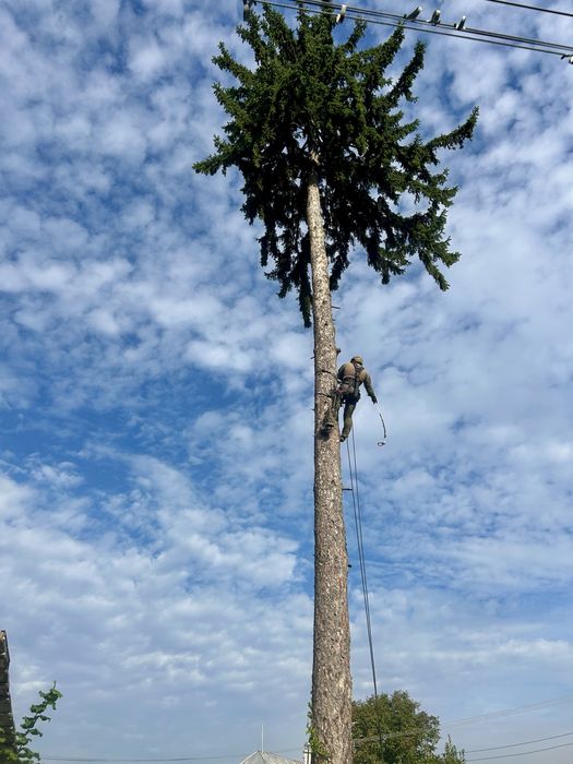 Toaletaje arbori ,livezi si defrisare terenuri impadurite