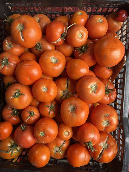 Арбуз, помидор, огурцы продажа