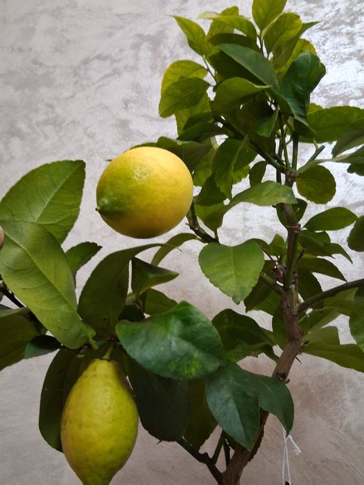 Lamai altoit 70-80 cm