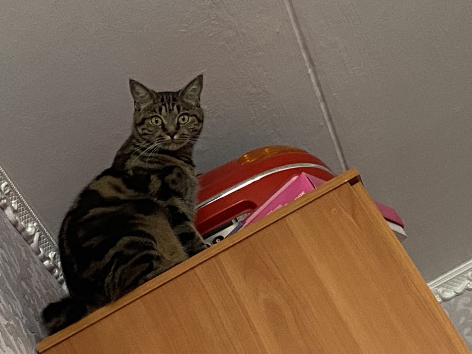 Отдам даром