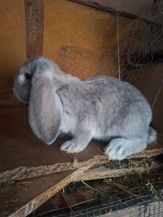 Iepuri uriaș german și berbec german