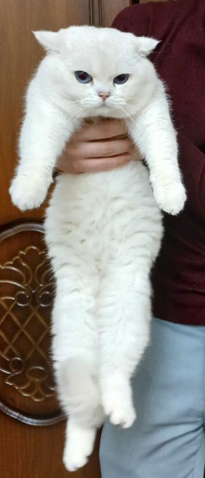 Продаётся котята mushukchalar sotiladi