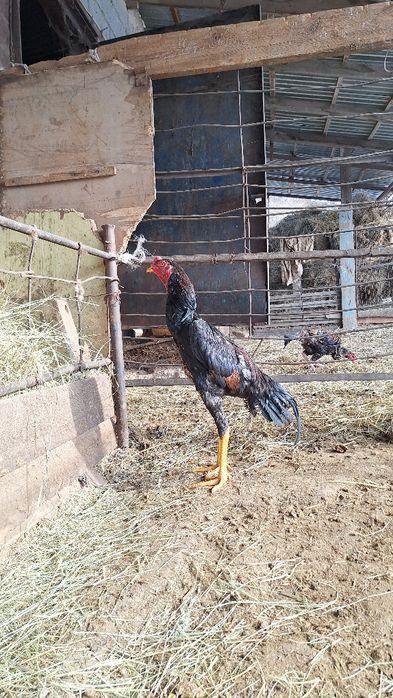 Июньски шоже сатылады