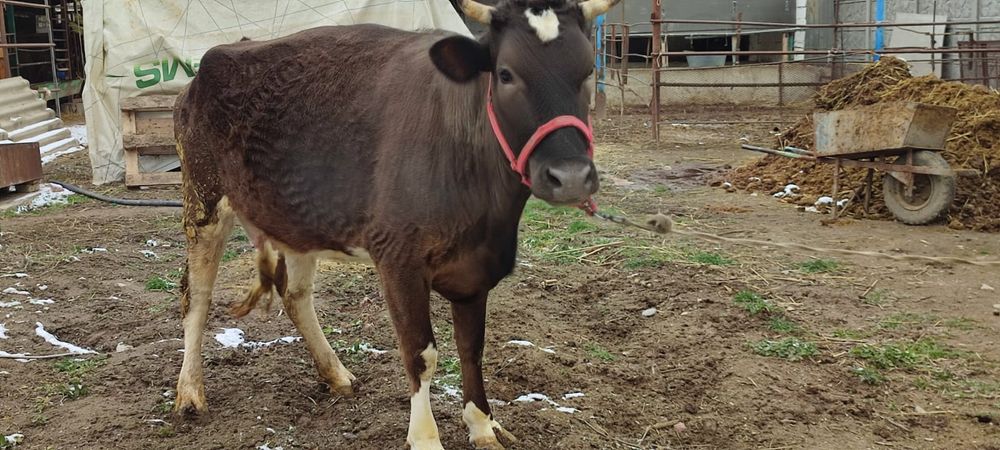 Корова продаётся