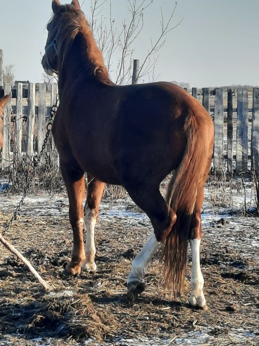 Жеребец, Айғыр, продам 6 летка