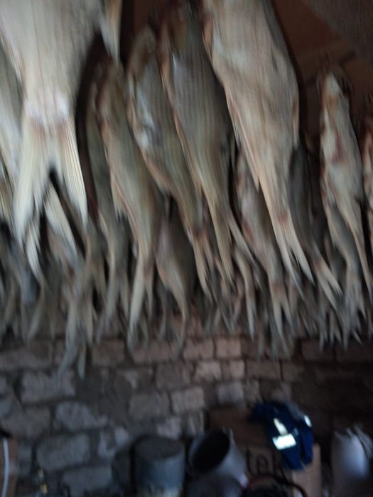 Продам Копчёные,сущоный Рыба Леш (Табан балығыбап)