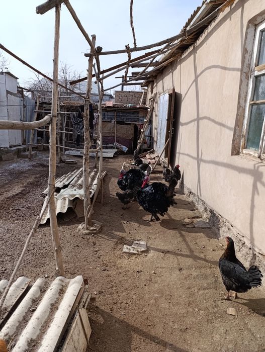 Туйе тауык сатылады