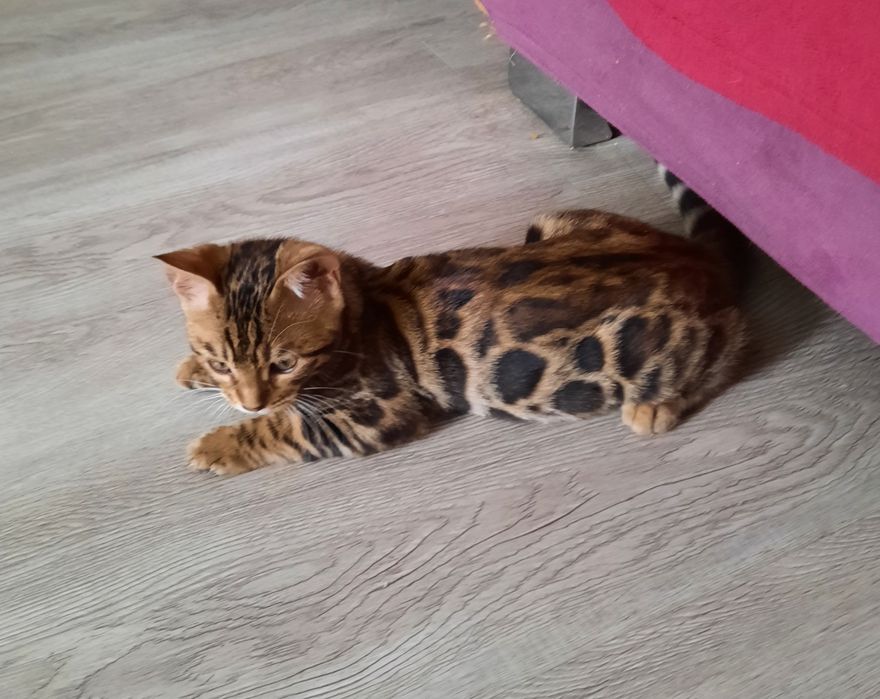 Котята Бенгальской кошки