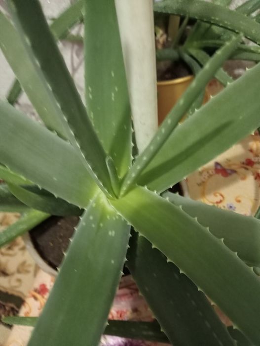 Продам Алоэ Вера лечебный