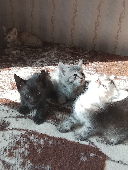 Котята в добрые руки
