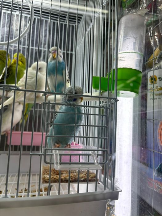 Волнистые попугаи птенцы