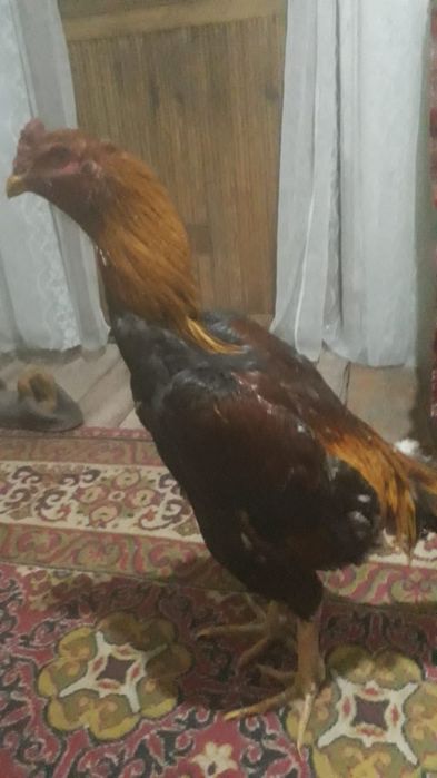 Дакан бойцовый..