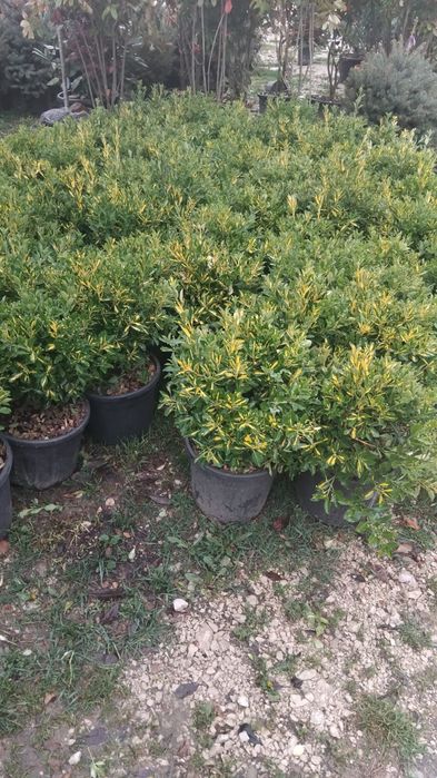 Pepiniera noastră va pune la dispoziție multe conifere