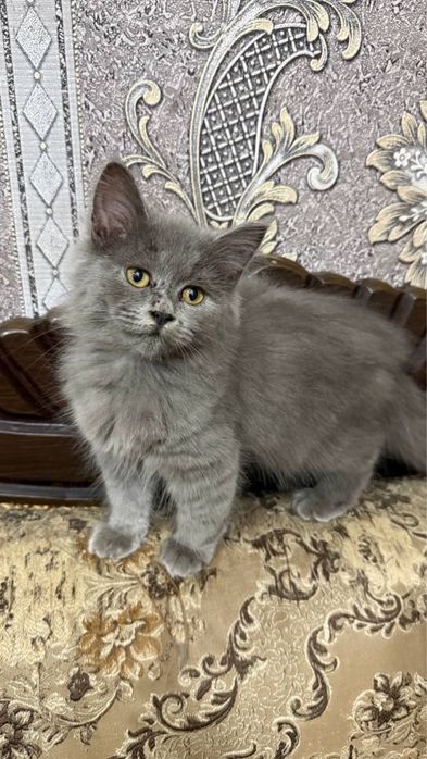 Скотиш Страйт Сотилади