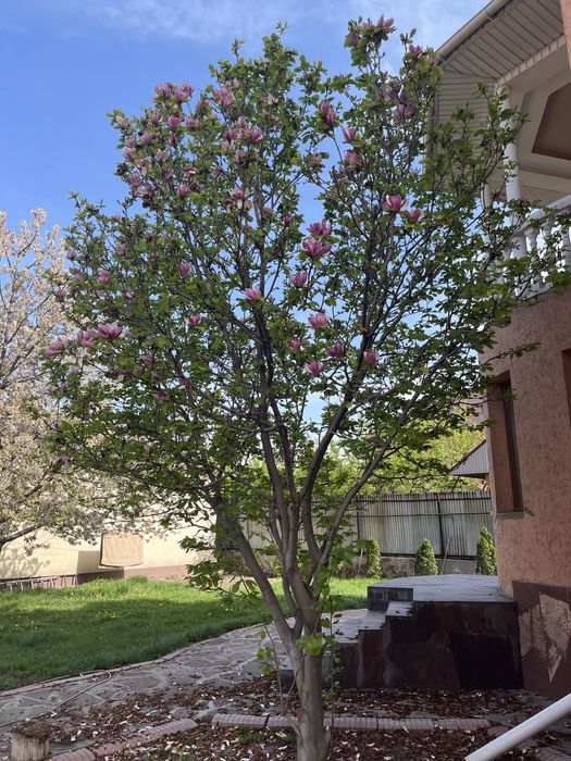 Магнолия Суланжа 5–6 м (цветущая, ароматная)