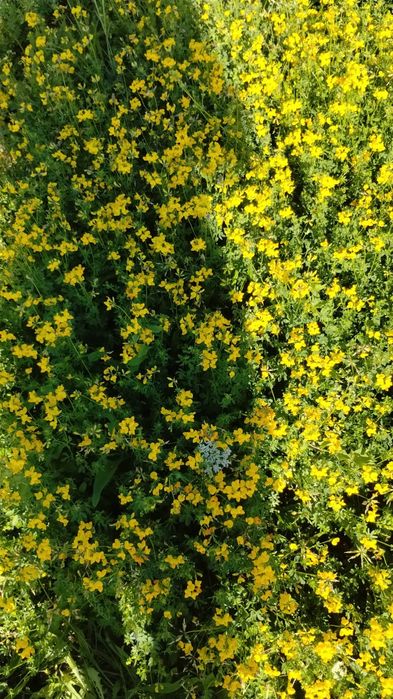 Baloți de otavă ghizdei,coasa a treia