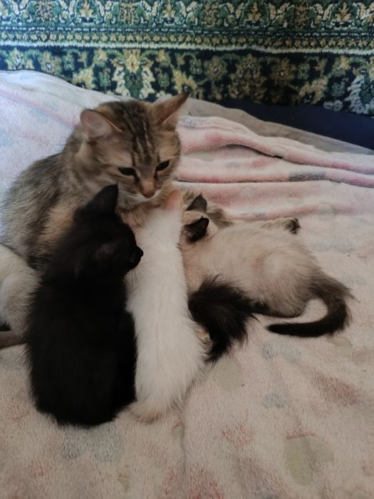 Отдам котят в хорошие руки