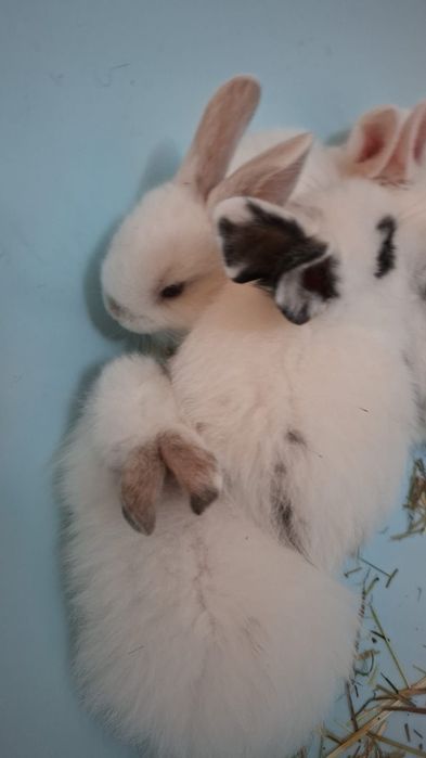 Iepuri pitici pui