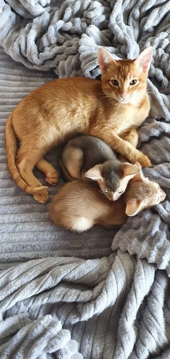 Чаузи Мега крупный котенок