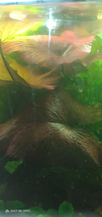 Аквариумные растения