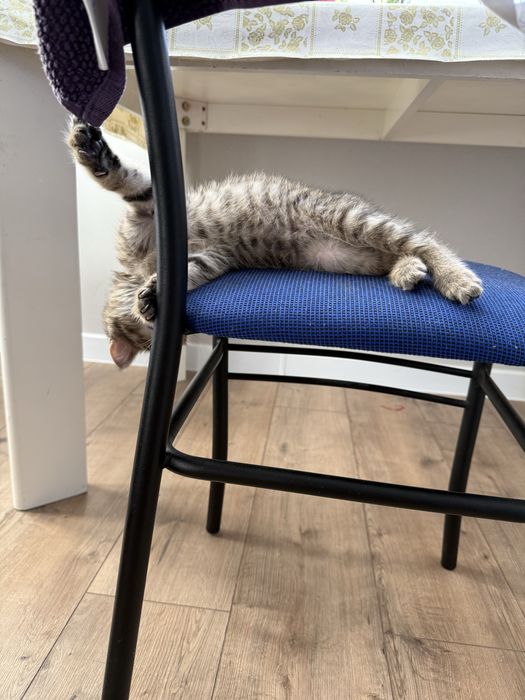 Отдам котенка девочка игривая